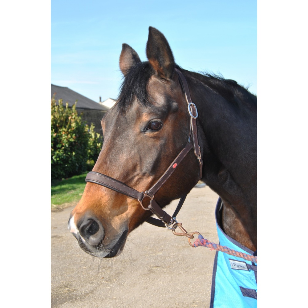 Whitaker Ready to Ride Leather Headcollar